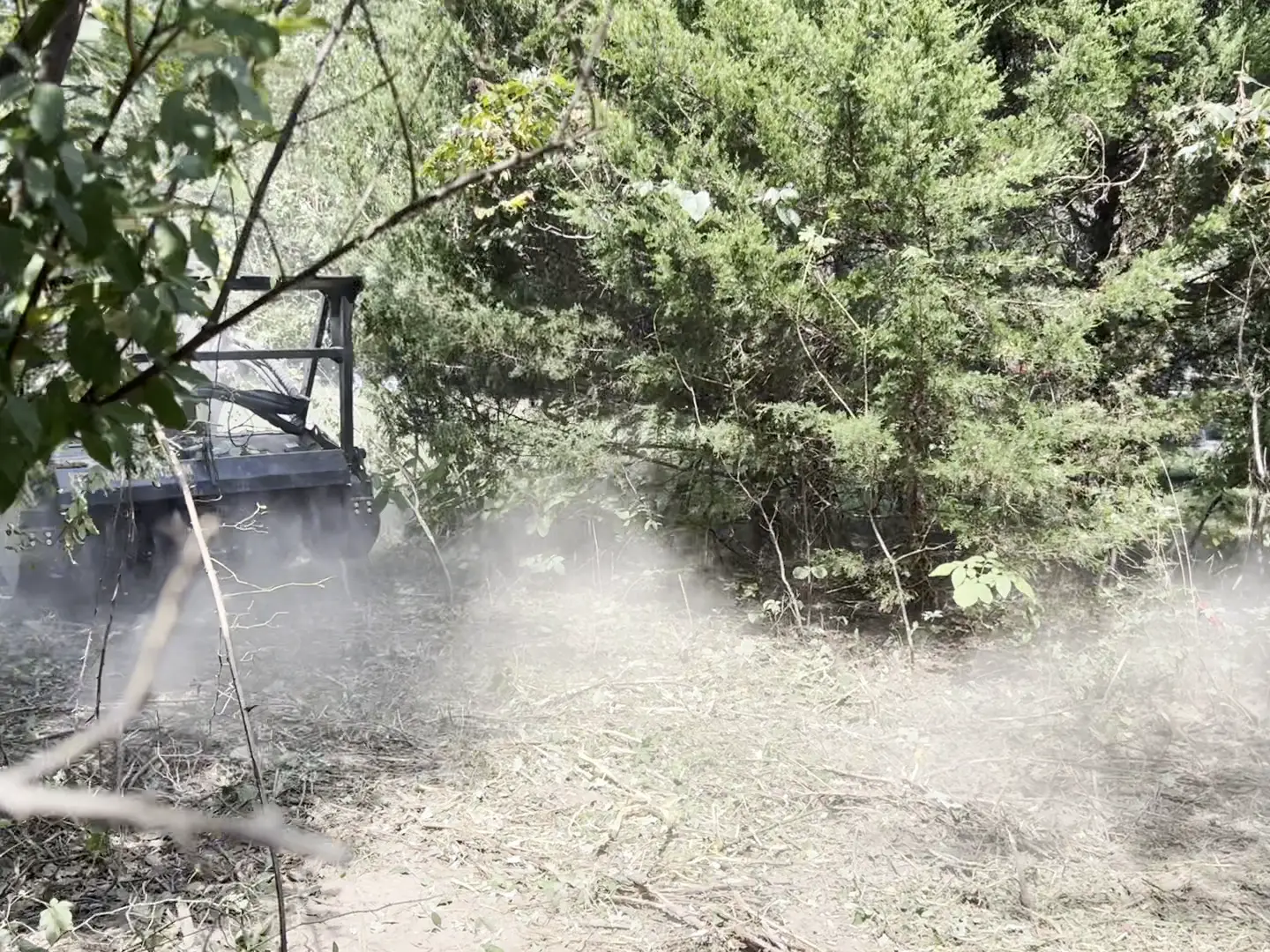 Forestry mulcher pushing into a stand of eastern red cedar